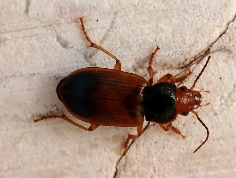 Carabidae: Diachromus germanus